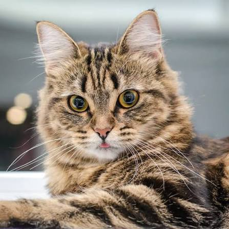 Long-haired tabby cat