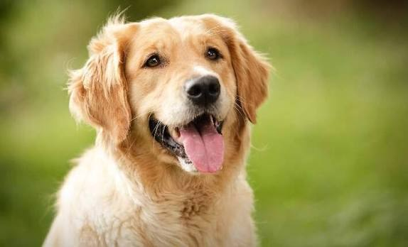 Golden retriever outdoors